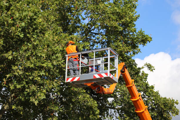 How Our Tree Care Process Works  in Hollis, OK